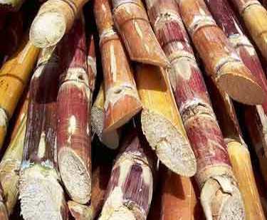 cut_sugarcane_28295a
