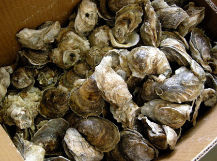 Oysters