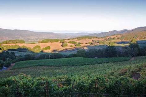 TexasVineyard