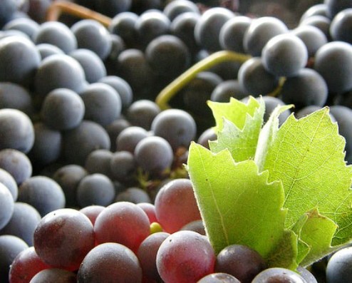 uva_tempranillo