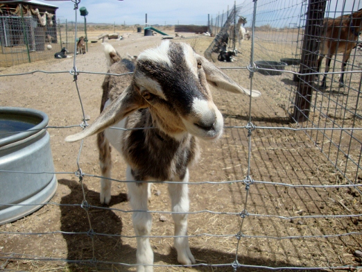 bb goat (522x392)