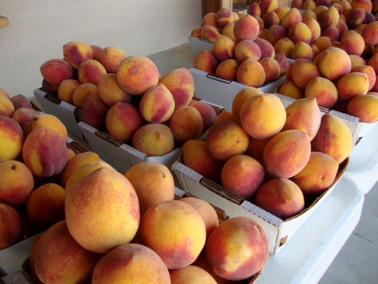 peaches tx 1 (540x405)