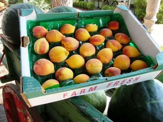 peaches tx 2 (540x405)