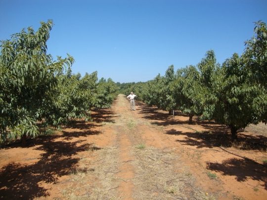 peaches tx 3 (540x405)