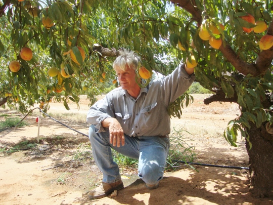 peaches tx 5 (540x405)