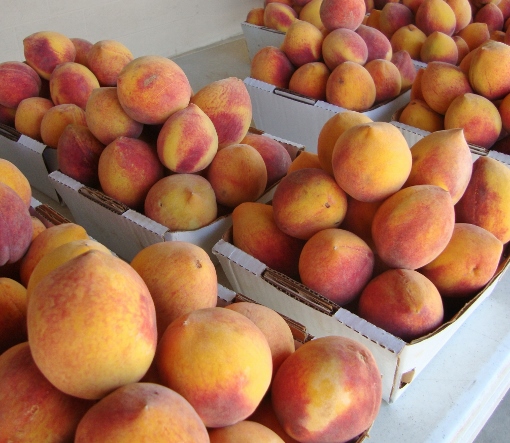 peaches (510x443)
