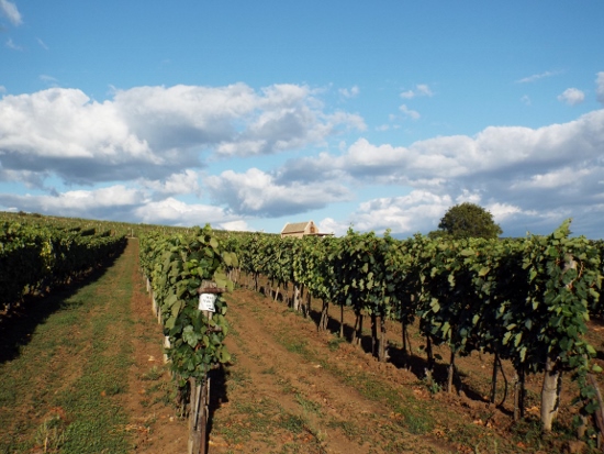 hungary vineyards (550x413)